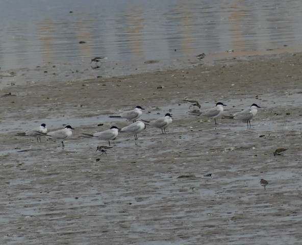 Gull-billed Tern - ML455572191