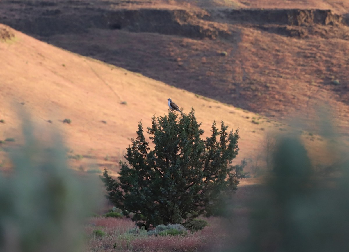 Ferruginous Hawk - ML455572361