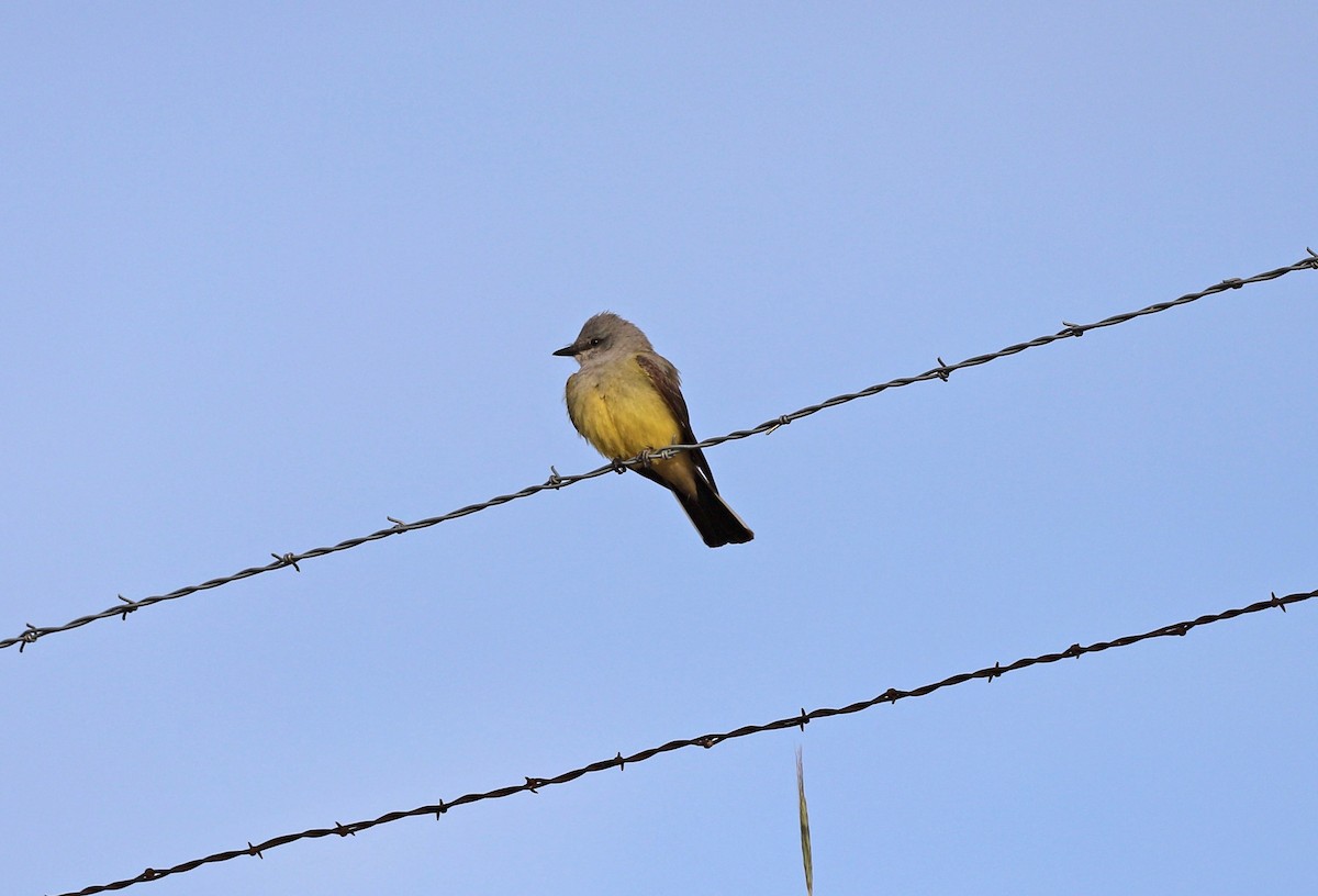 Western Kingbird - ML455572381