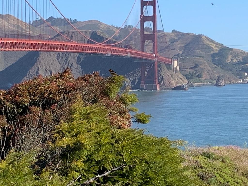 Bullock's Oriole - ML455572711