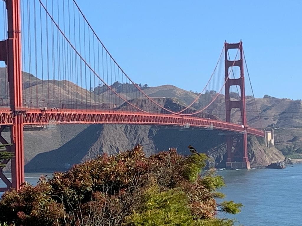 Bullock's Oriole - ML455572721