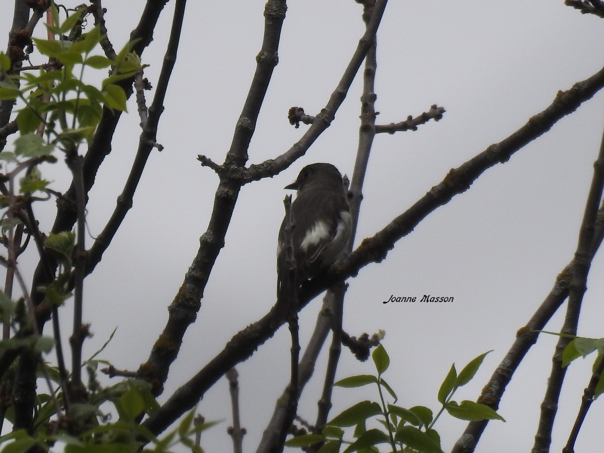 Olive-sided Flycatcher - ML455574341