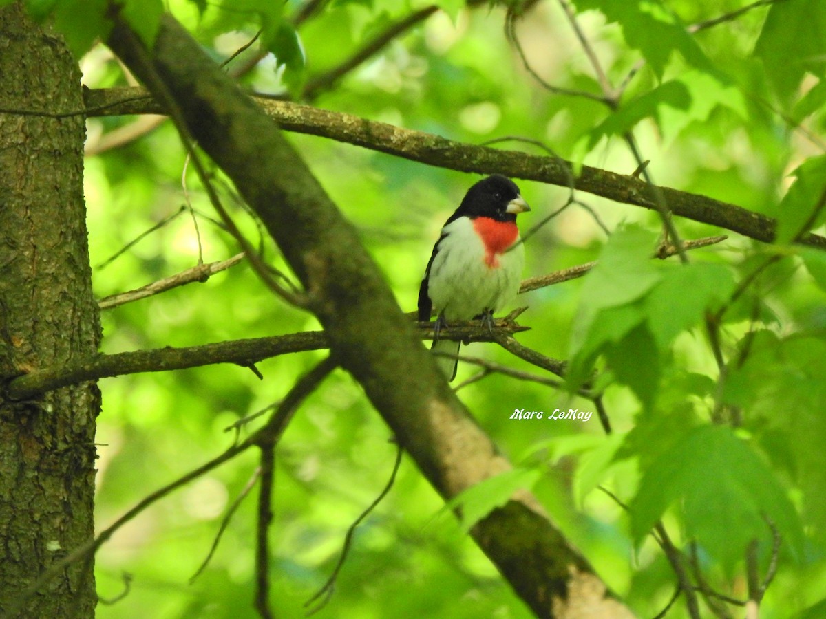 Cardinal à poitrine rose - ML455574831