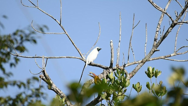 Bare-throated Bellbird - ML455575171