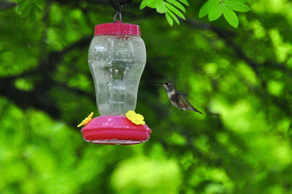 Rufous Hummingbird - ML455575361