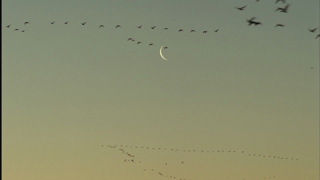 Нугасны овгийн зүйл - ML455576