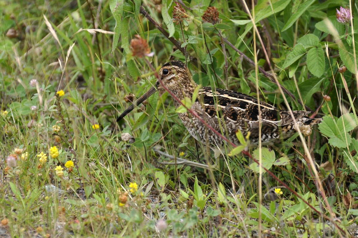 Wilson's Snipe - ML455576151