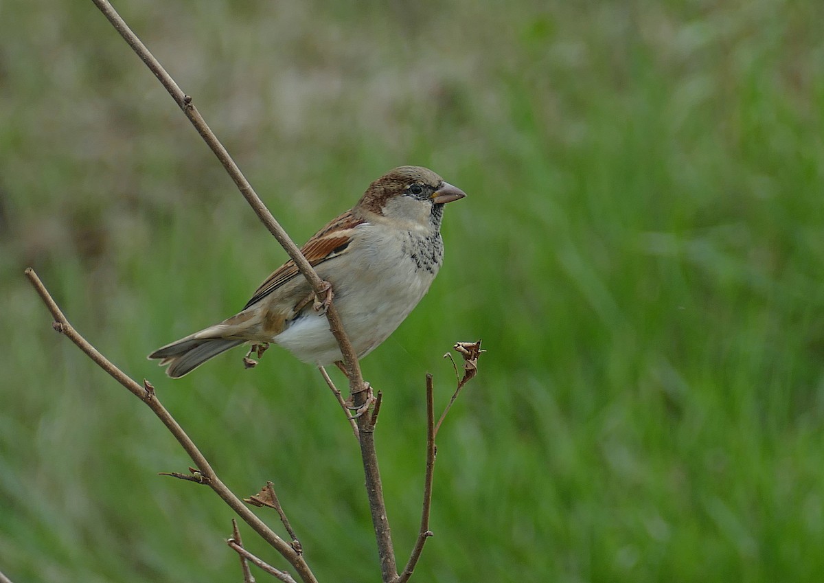 House Sparrow - ML455576791