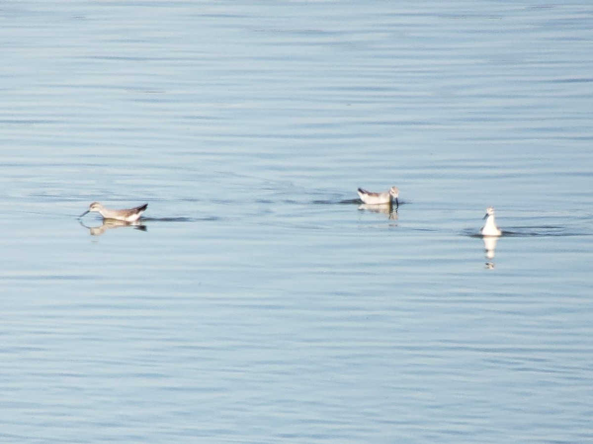 Phalarope de Wilson - ML455576821