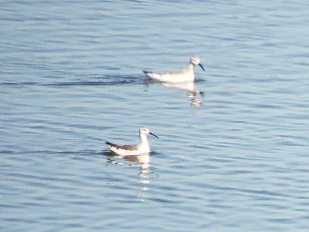 Phalarope de Wilson - ML455576831