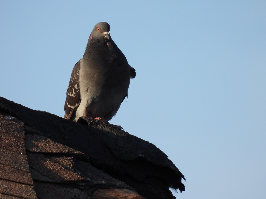 Rock Pigeon (Feral Pigeon) - ML455578431