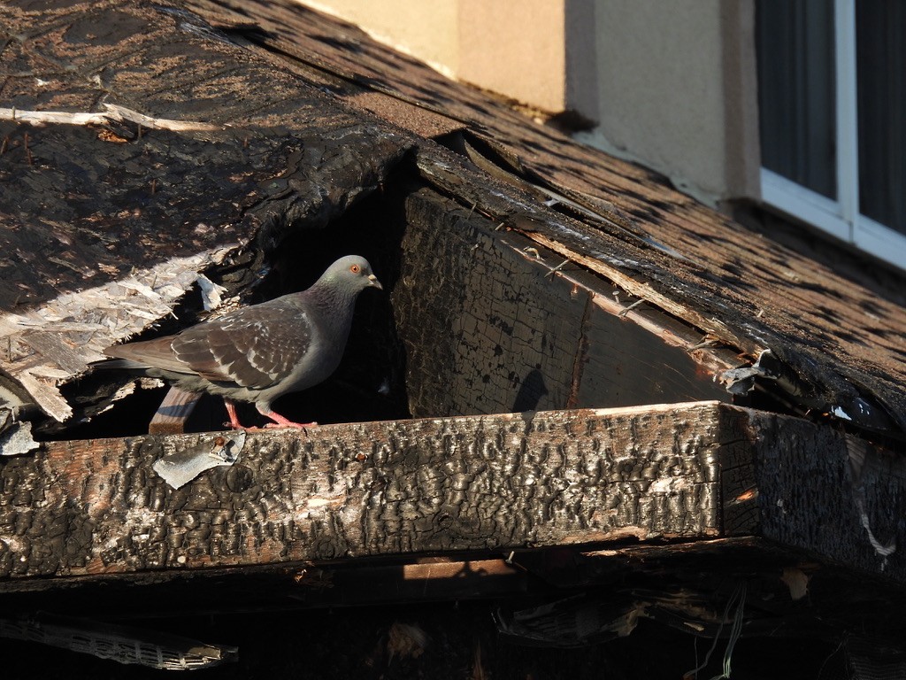 Rock Pigeon (Feral Pigeon) - ML455578521
