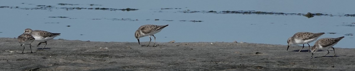 Semipalmated Sandpiper - ML455579411