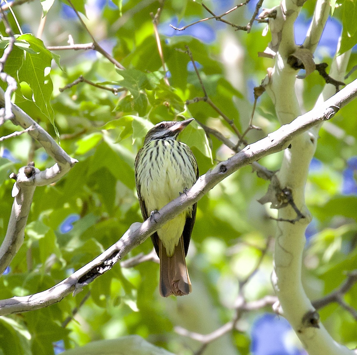 Sulphur-bellied Flycatcher - ML455579461