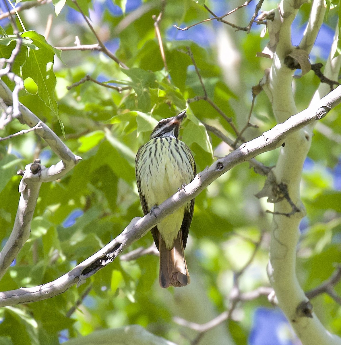 Sulphur-bellied Flycatcher - ML455579491