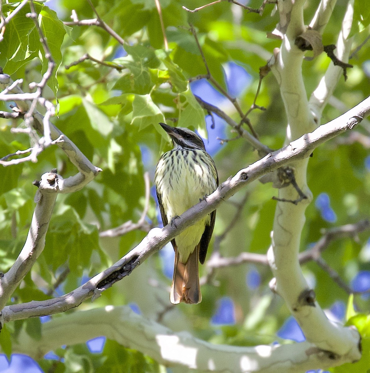 Sulphur-bellied Flycatcher - ML455579541