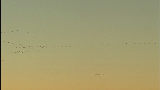 Нугасны овгийн зүйл - ML455580