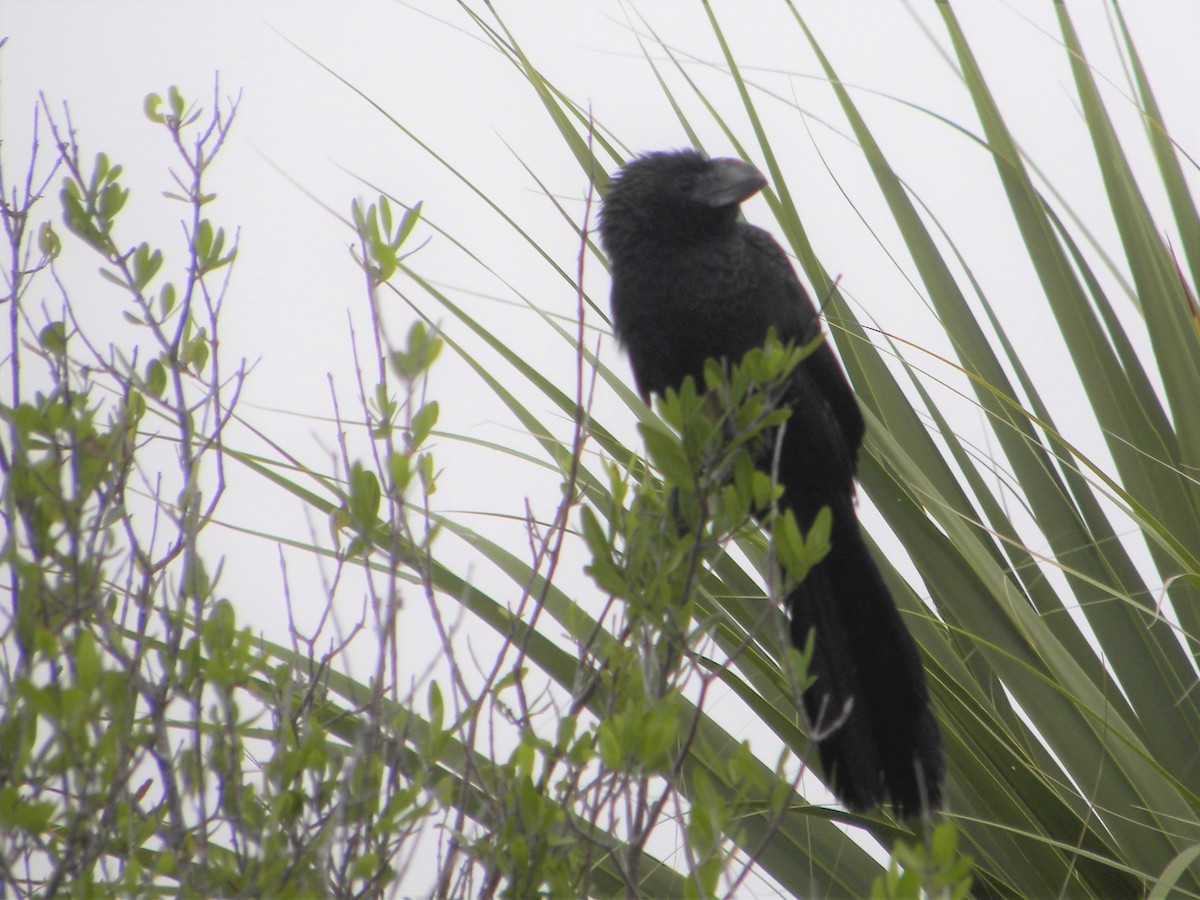 Smooth-billed Ani - ML455580131