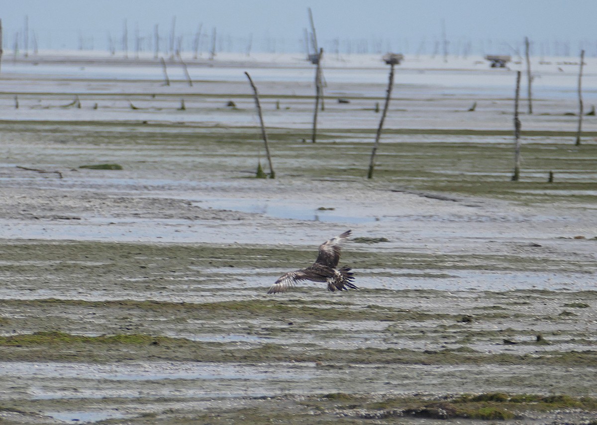 Parasitic Jaeger - ML455581171