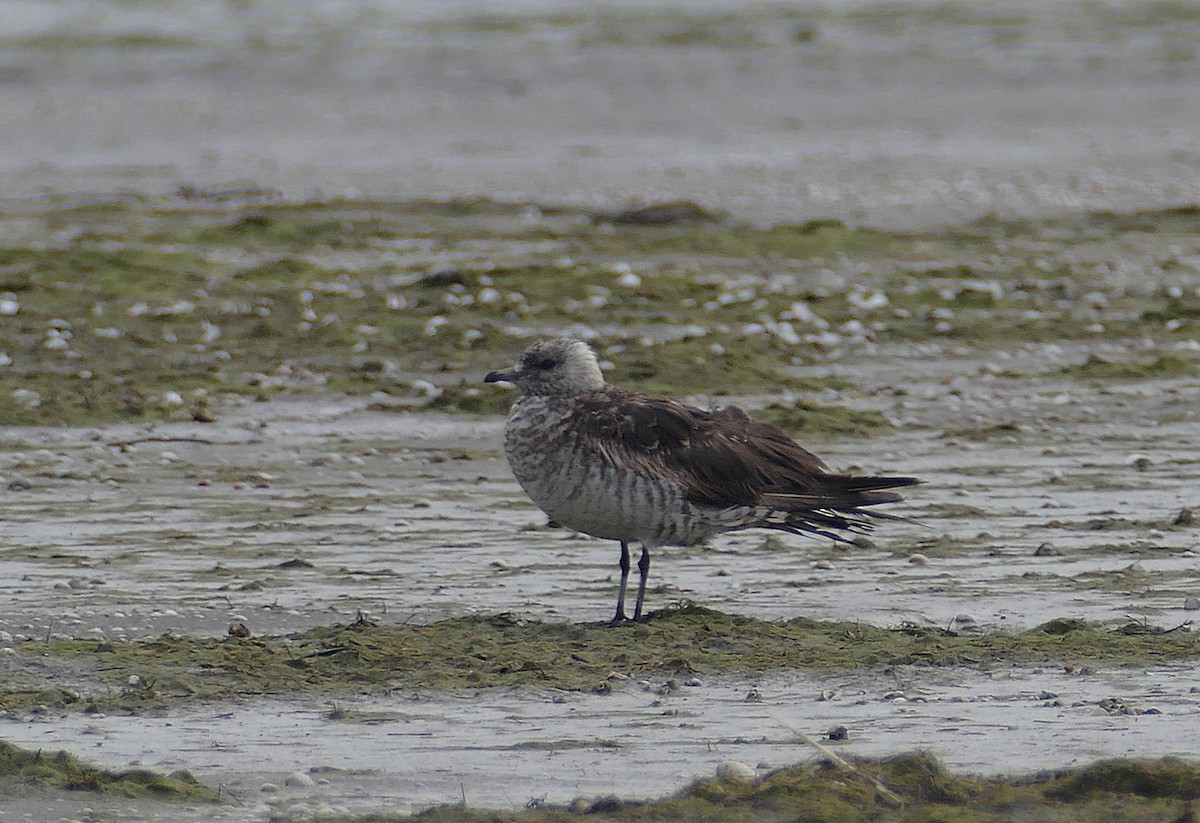 Parasitic Jaeger - Jens Thalund