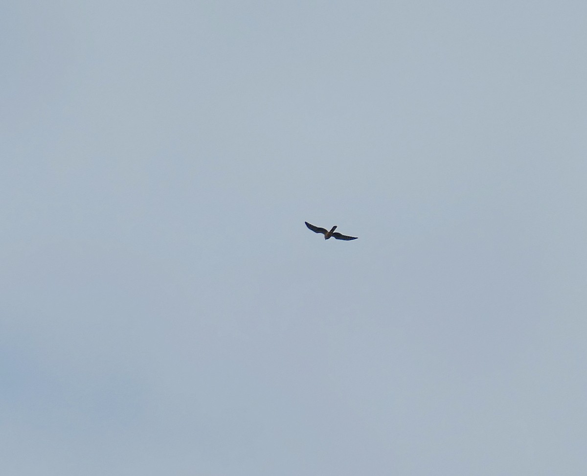 Pallid Harrier - ML455581351