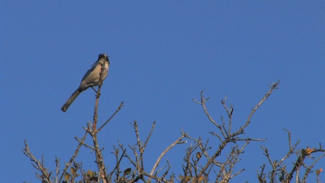 Island Scrub-Jay - ML455583