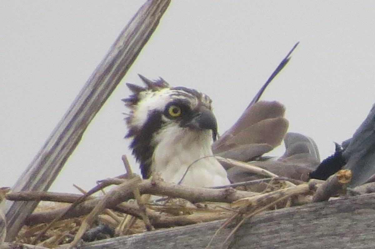 Águila Pescadora - ML455583591