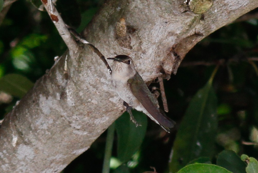 Costa's Hummingbird - ML455587591