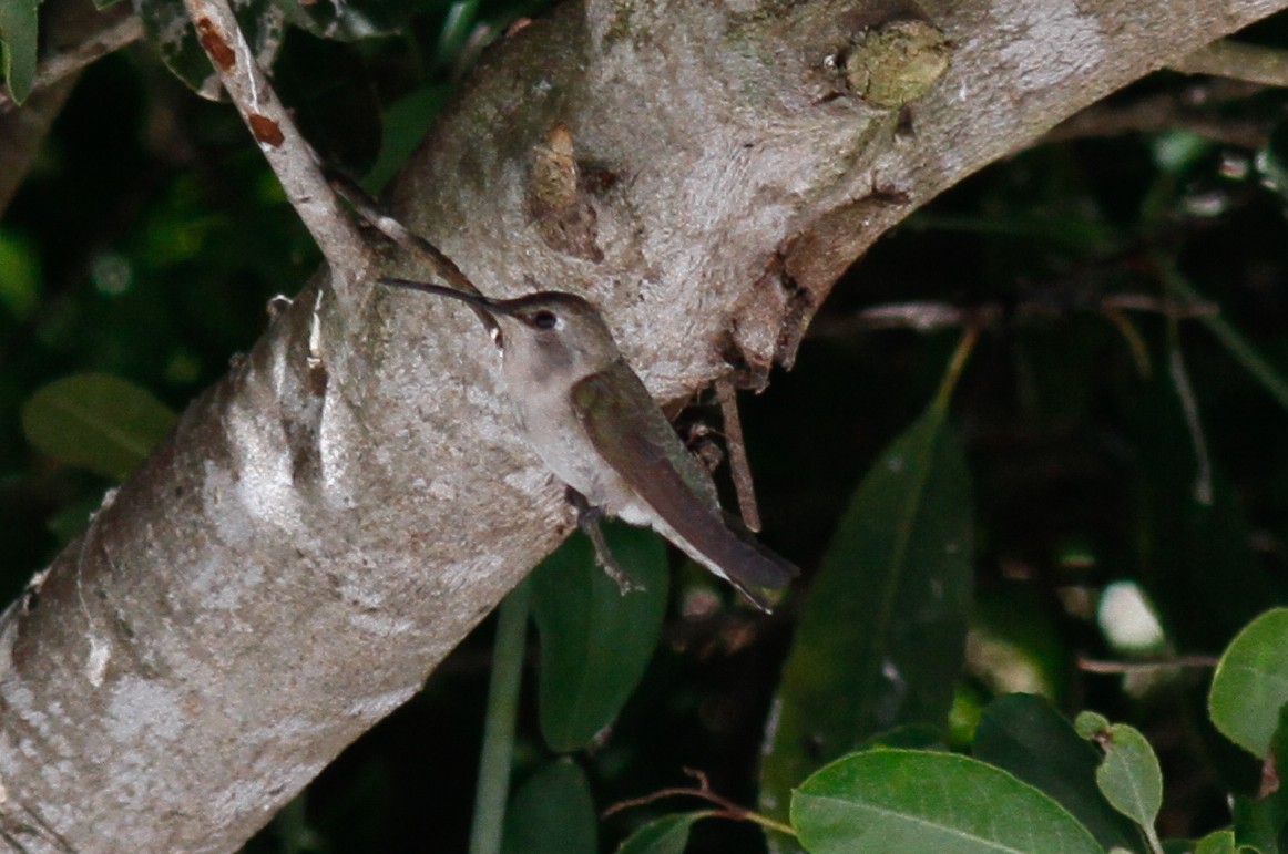 Costa's Hummingbird - ML455587601