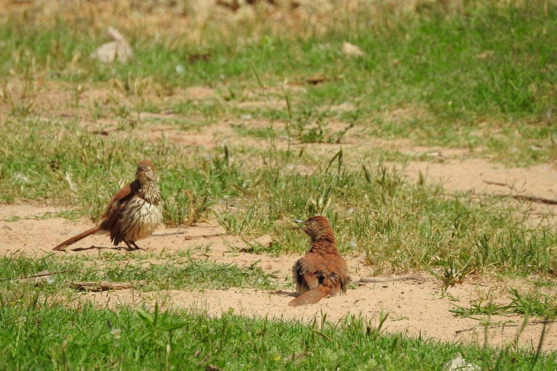 Brown Thrasher - ML455588051