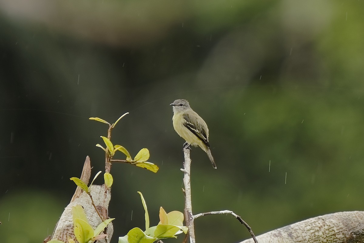 Yellow-crowned Tyrannulet - ML455589281