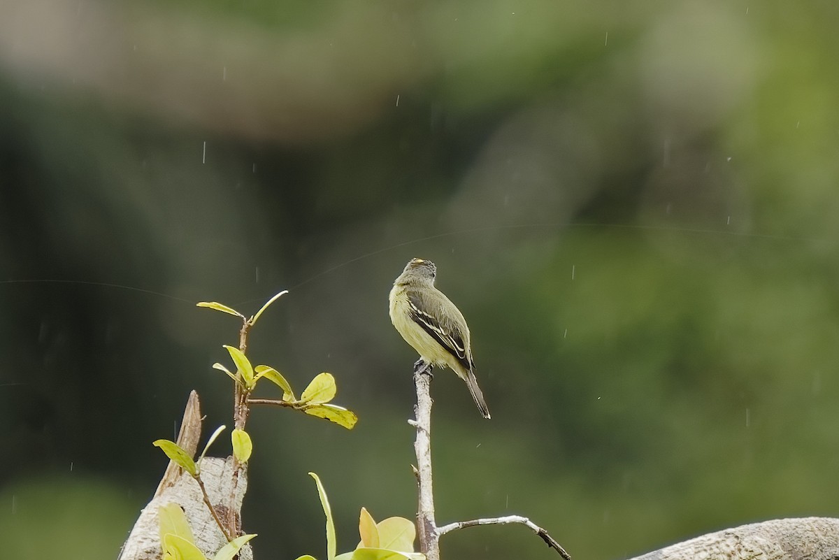 Yellow-crowned Tyrannulet - ML455589291