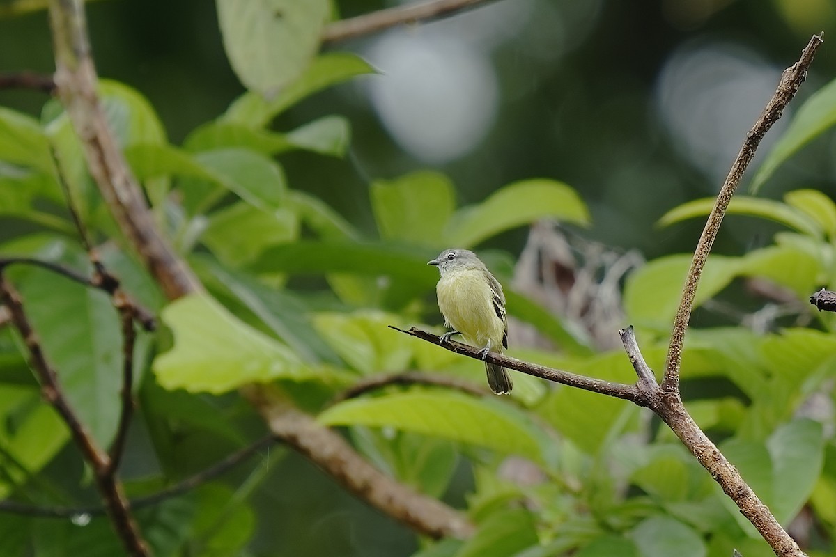 Yellow-crowned Tyrannulet - ML455589301