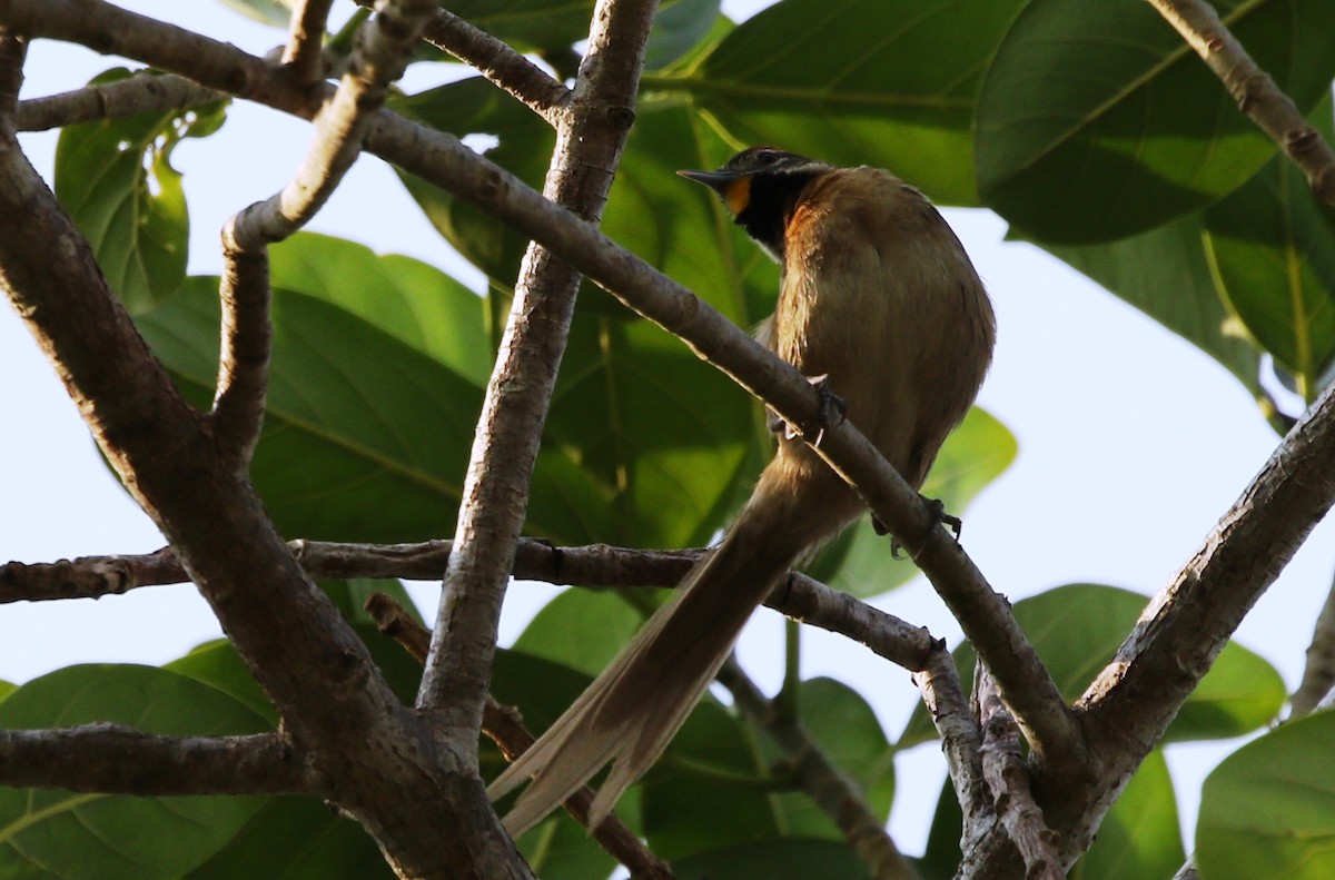 Chotoy Spinetail - ML455590081