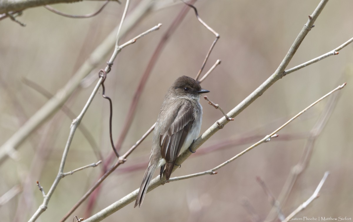 Eastern Phoebe - ML455590731