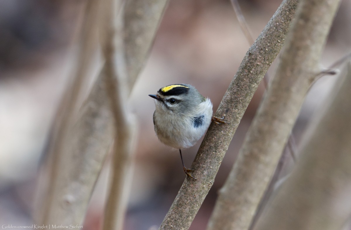 Golden-crowned Kinglet - ML455590831