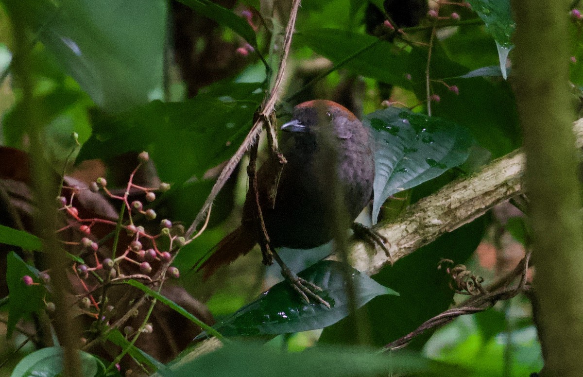 Dusky Spinetail - Dan Galvin