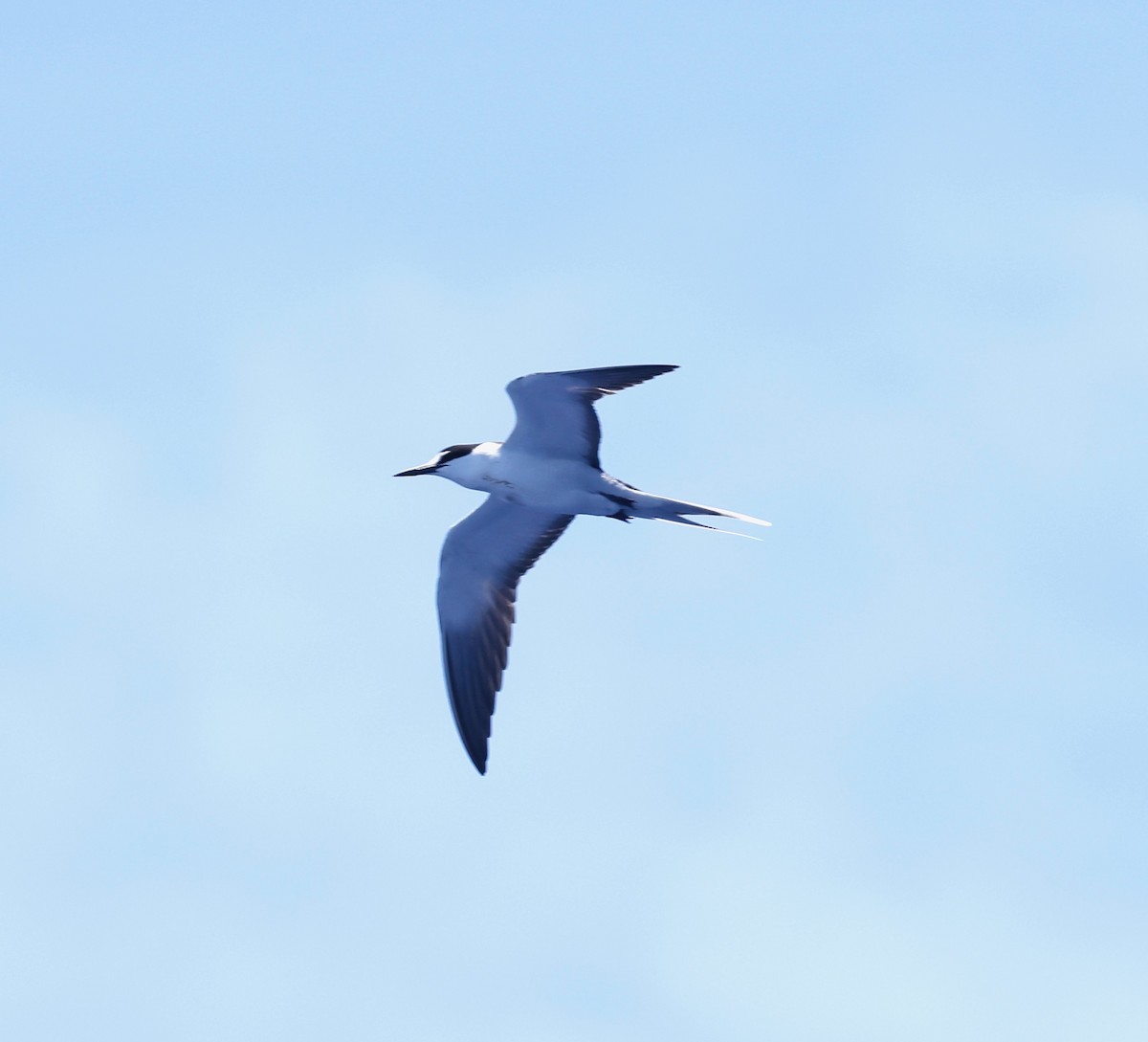 Bridled Tern - ML455591631