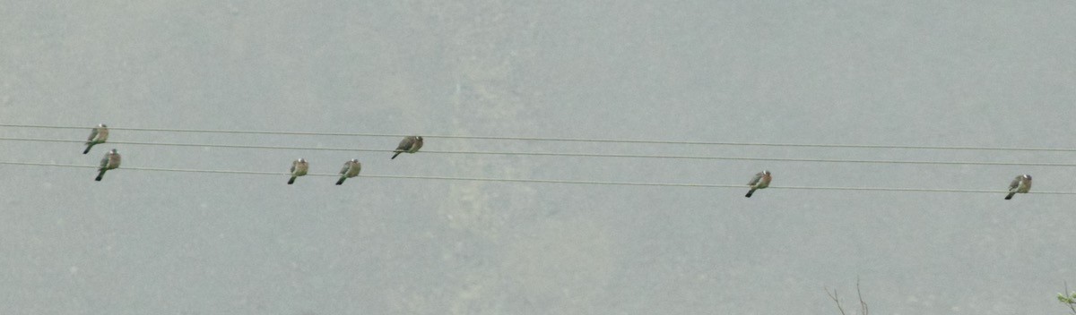 holub hřivnáč - ML455593381