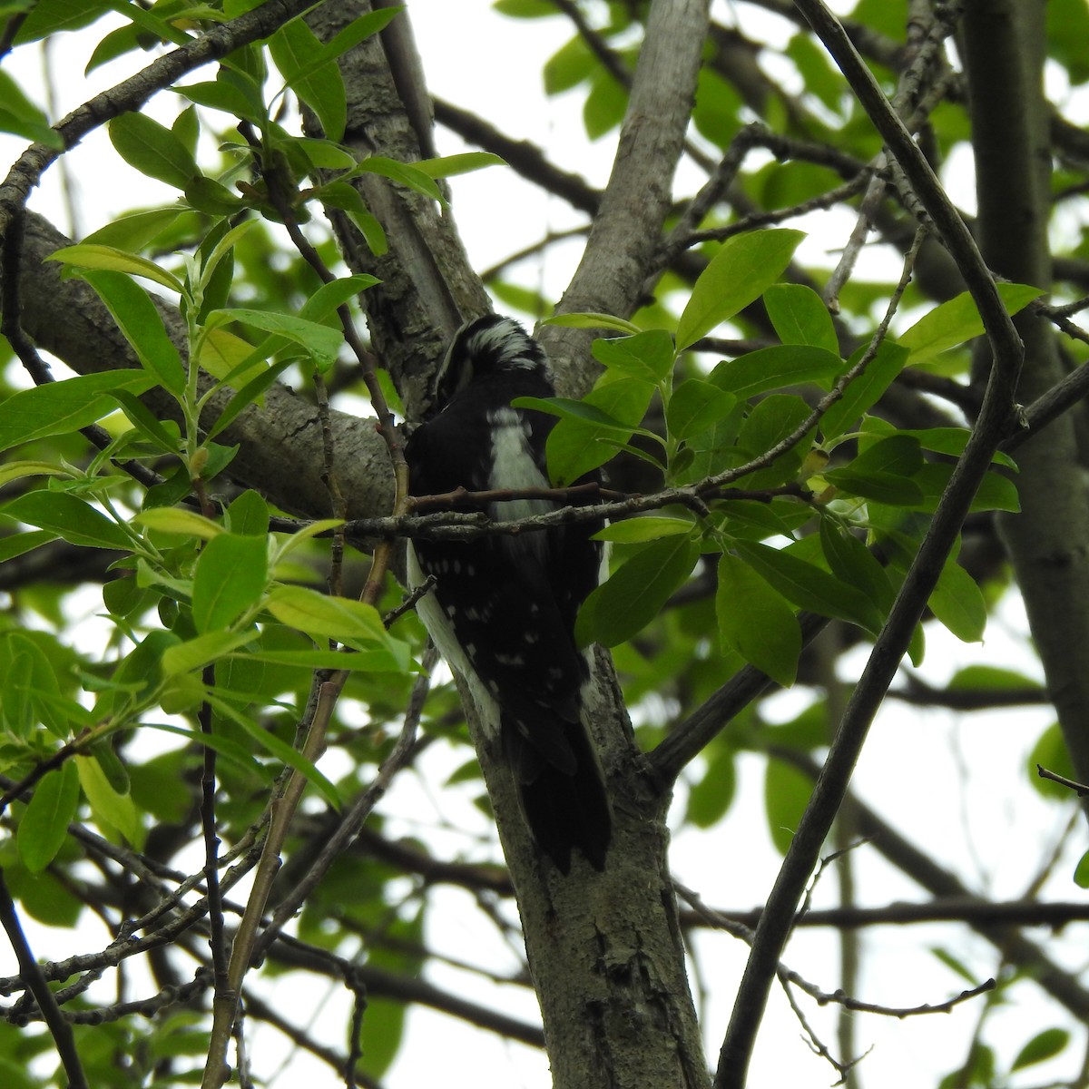 Downy Woodpecker - ML455593441