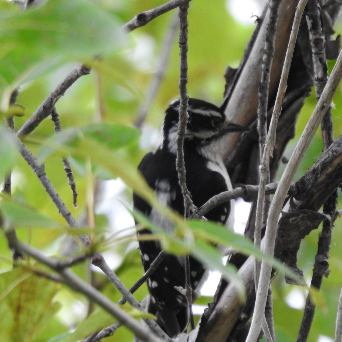 Downy Woodpecker - ML455593451