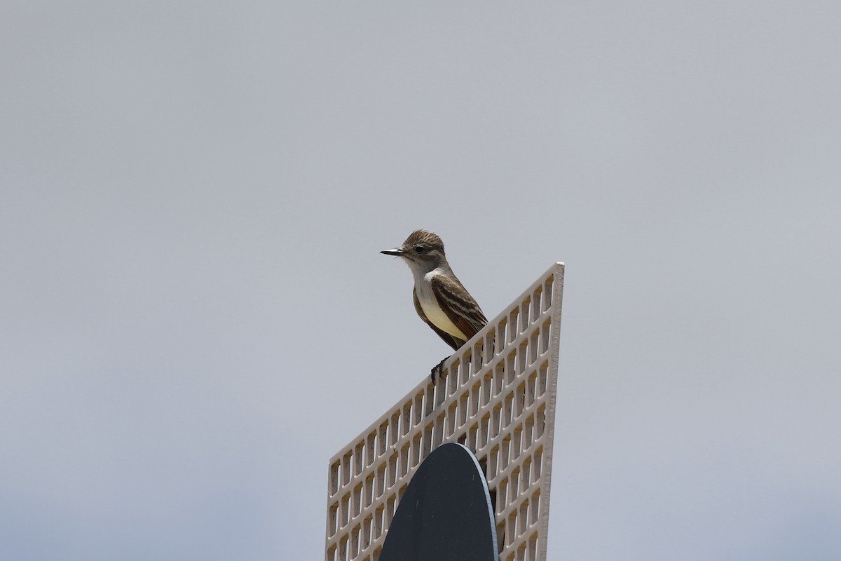 Ash-throated Flycatcher - ML455595751