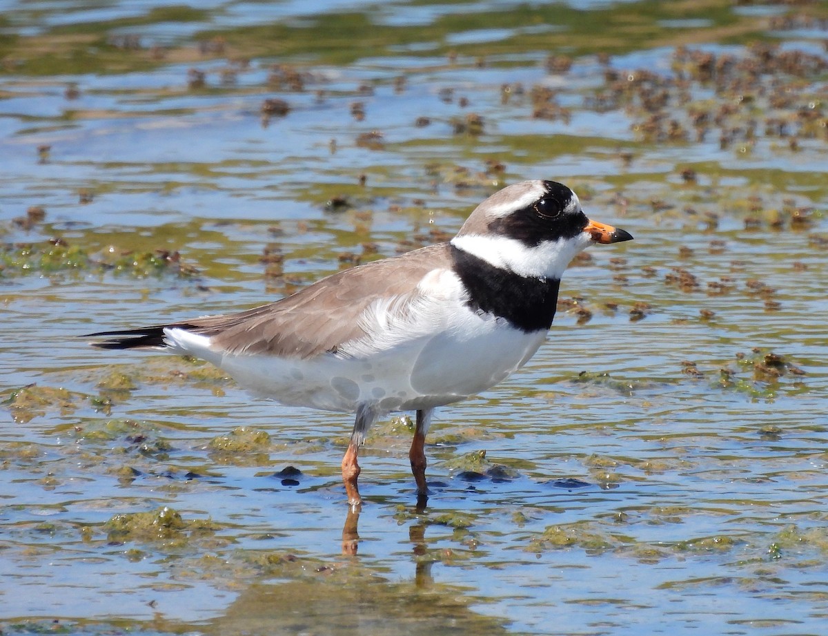 Common Ringed Plover - Ignacio Barrionuevo