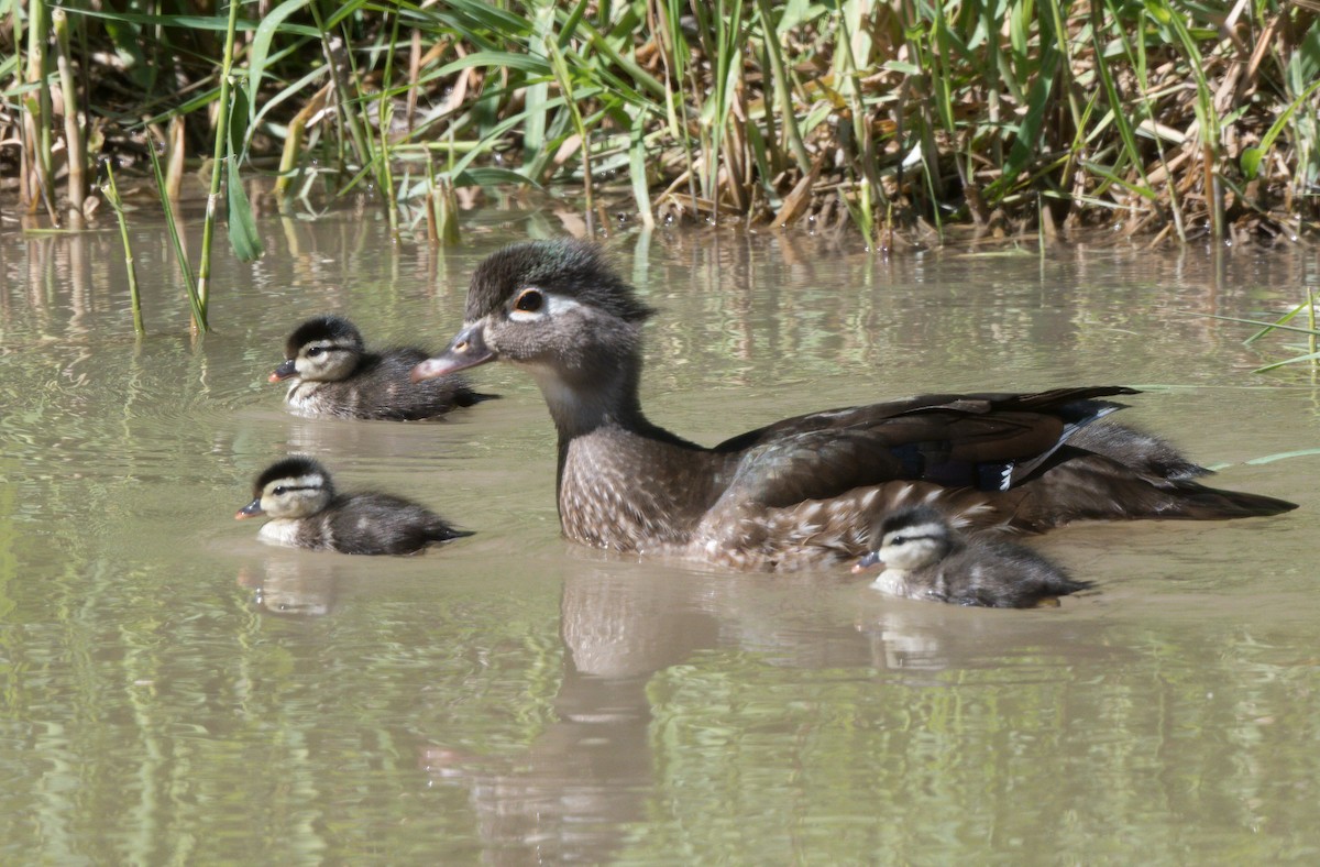 Wood Duck - ML455597721