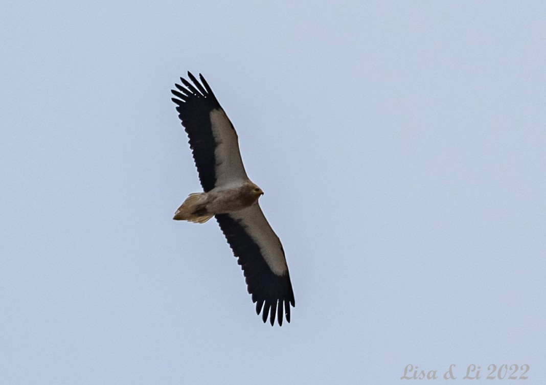 Egyptian Vulture - ML455598001