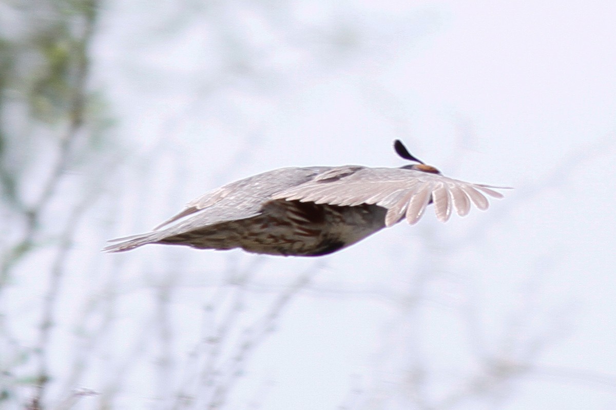 California/Gambel's Quail - ML455598221