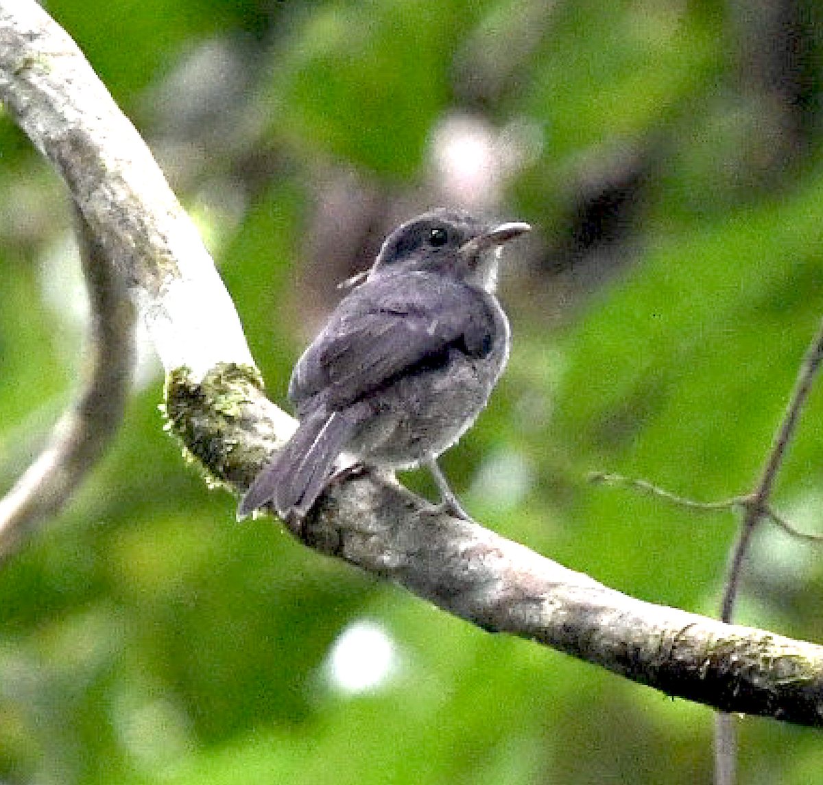 Tessmann's Flycatcher - ML455598301