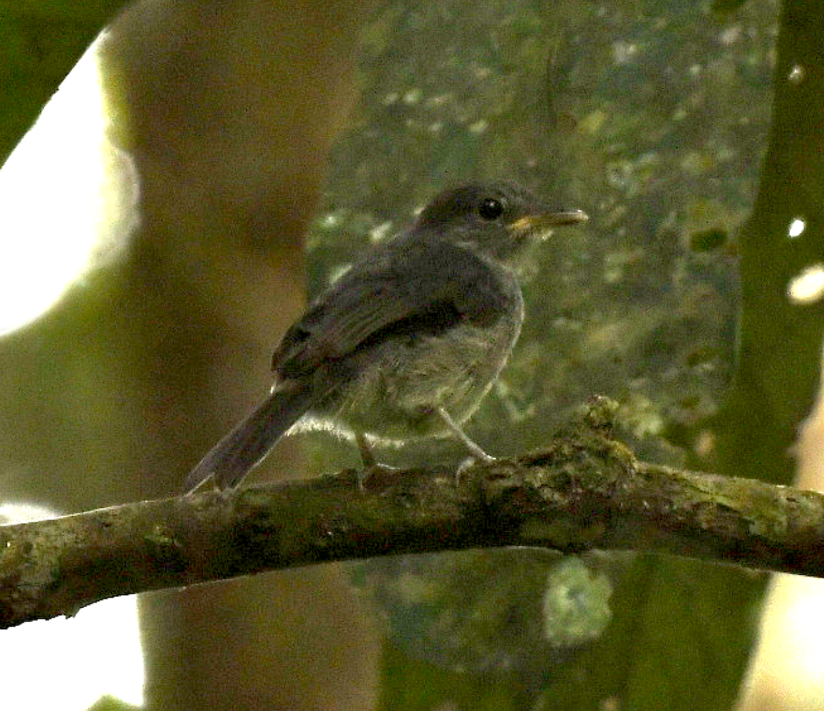 Tessmann's Flycatcher - ML455598321