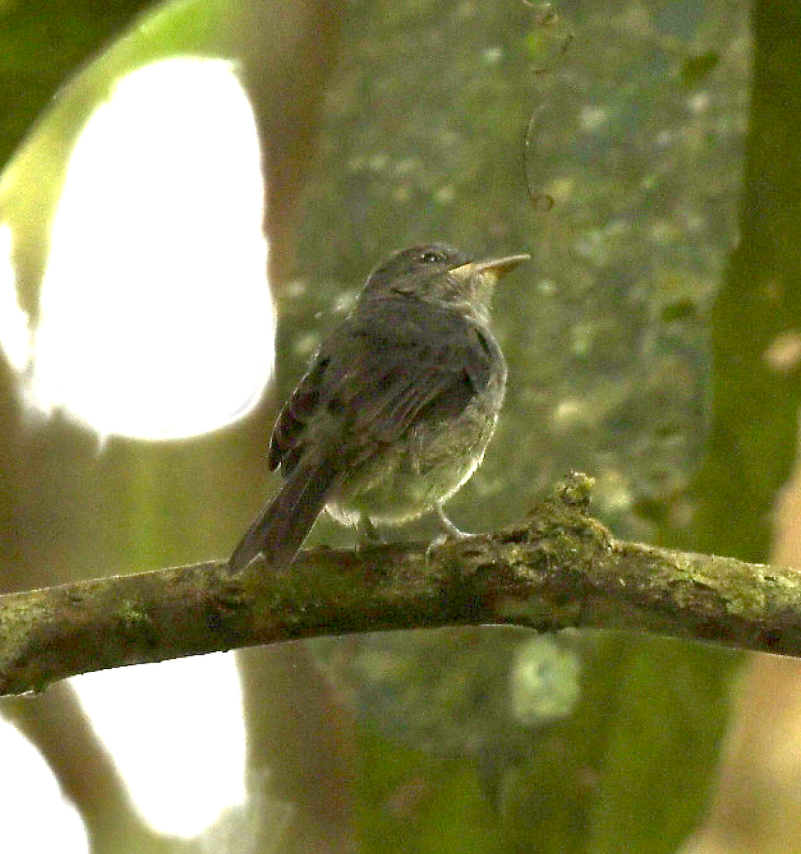 Tessmann's Flycatcher - ML455598331