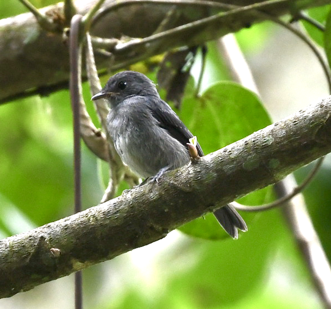 Tessmann's Flycatcher - ML455598371